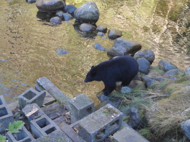 kanada_044