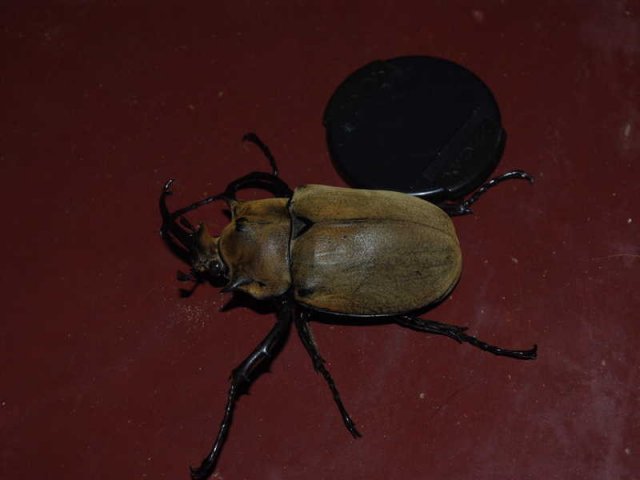 panama_023