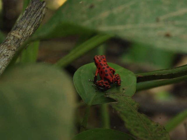 panama_084