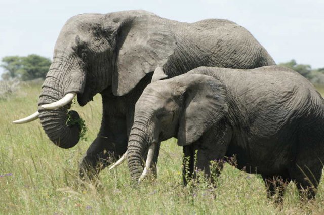 serengeti_08