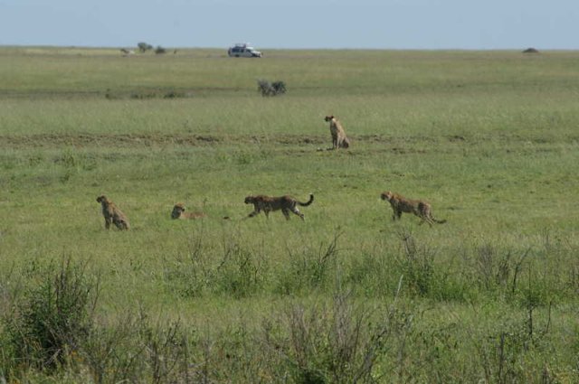 serengeti_14