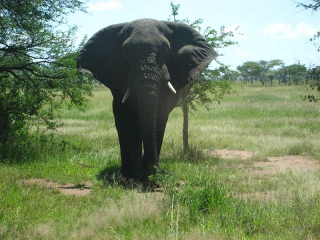 serengeti_33