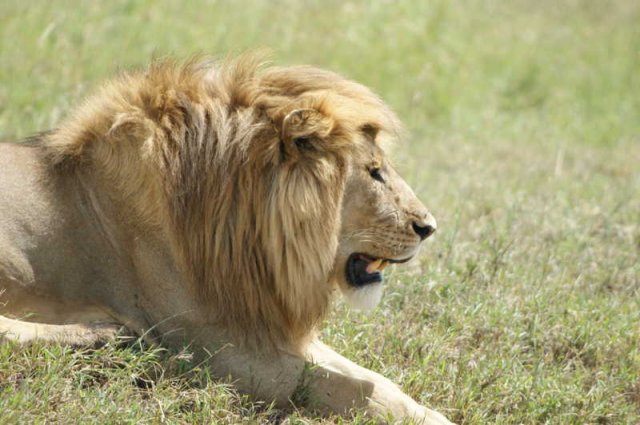 serengeti_39