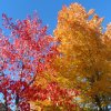 kanada_031