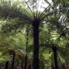 nz_nordinsel_2017_0078