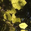 nz_nordinsel_2017_0129