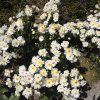 nz_sdinsel_2017_0106
