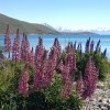 nz_sdinsel_2017_0115