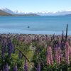nz_sdinsel_2017_0116
