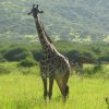 serengeti_20
