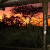 serengeti_26
