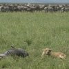 serengeti_38