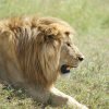 serengeti_39