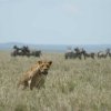 serengeti_40